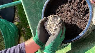 rosebudadventures123 Gardening UK 2024 Planting Tulip bulbs [upl. by Abran]