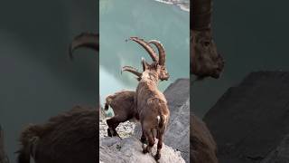 Ibex Goat 🐐 [upl. by Schweitzer]