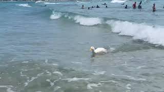 Surfing Duck Steals the Spotlight at Popular Gold Coast Beach [upl. by Elleneg]