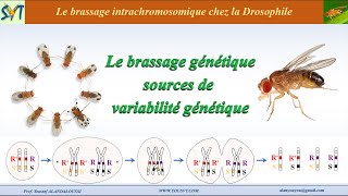 Le brassage intrachromosomique chez la Drosophile [upl. by Killen864]