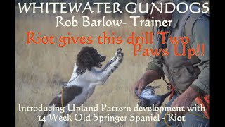 14 Week Old Springer Spaniel Beginning Upland Pattern Development [upl. by Colas56]