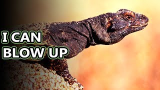 Chuckwalla facts with a name like that they must be interesting  Animal Fact Files [upl. by Mavra382]