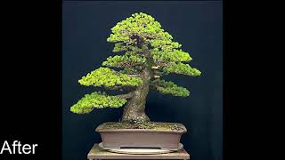 Bonsai Pinus parviflora quotzuishoquot  timelapse [upl. by Urbas]