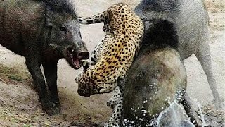 Fight Wild boar VS Leopard  Fight to Death Leopard Attack Wild Boar NATURELIFE [upl. by Dann]