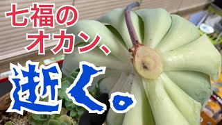 多肉植物 今年も例に漏れず七福のオカンが逝く！ [upl. by Eitra659]