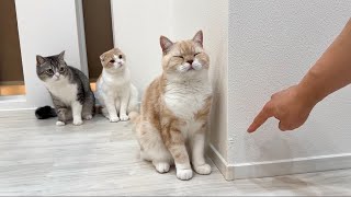 壁で爪研ぎしてボロボロにしちゃった猫を怒ったらまさかのこうなっちゃいました… [upl. by Dagmar]