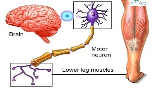 How Nervous System Works Animation  Nerve Conduction Physiology Central amp Peripheral Anatomy Video [upl. by Mirna]