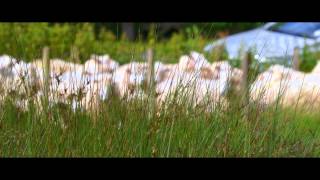 Romney Marsh Wools Video [upl. by Hepzi]