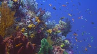 Diving Raja Ampat HD [upl. by Isbella]