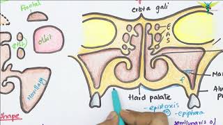 Maxillary Air Sinus Anatomy  Paranasal Air Sinuses  Function  Location  Relations  Blood Supply [upl. by Eityak]