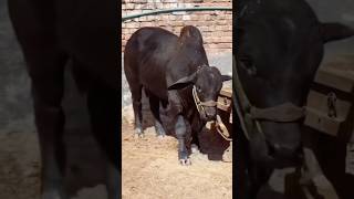 Mama oi dekho akta goru 😍cute shorts viralshort cow animal goat [upl. by Nymassej627]