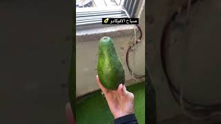 صباح الافوكادو 🥑 [upl. by Lleon]