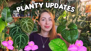 Houseplant updates Unexpected blooms new leaves and dying houseplants [upl. by Kam490]