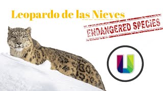 Leopardo de las Nieves En peligro de extinción [upl. by Arquit214]