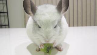 Chinchilla Nom Nom Kiwi [upl. by Ocimad]