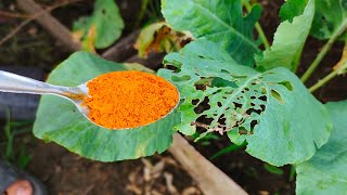 Say Goodbye to Pests and Fungus with This Turmeric Garden Hack [upl. by Odraccir]