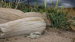 Herping Colorado Snakes and more [upl. by Rowen913]