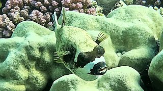 Masked puffer Arothron diadematus 4K [upl. by Adolph89]