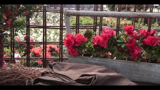 How to Care For Encore Azaleas in Winter [upl. by Sudnor]