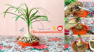 How To Make Nolina Palm As A Bonsai  Ponytail Palm Bonsai Making [upl. by Eusebio]