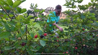 Grow Big Beautiful Blackberries [upl. by Ahsekin]