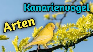 Kanarienvögel Arten [upl. by Winton335]