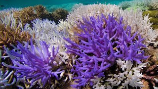 Why Some Corals Turn Neon Colors When Suffering Coral Bleaching [upl. by Sly]