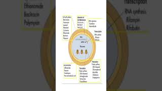 Understanding Antibiotics How Do They Work  science biology [upl. by Cranford]