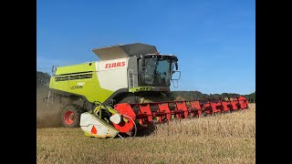 Høst 2024 Langelund maskinstation Skovsminde Claas Lexion 780TT [upl. by Ajup89]