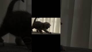 Mathilda and Micheal Jackson 😻🦋 musepawzzle dance michealjackson kittenslovers cuteanimals [upl. by Davey973]