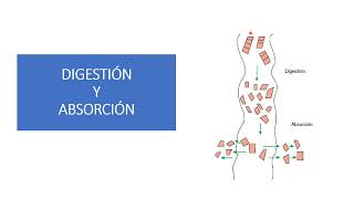 Fisiología Animal DIGESTIVO MONOGÁSTRICOS I [upl. by Aniham767]