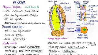 Phylum Porifera  subkingdom parazoa  general characteristics  class 11 [upl. by Pamella]