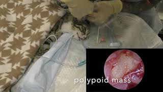 Otoscopy feline otitis media Отоскопияю Средний отит у кошки [upl. by Annej]