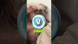 THE UGLIEST ANIMALS IN THE WORLD 🌎 shorts youtube youtubeshorts [upl. by Reo]