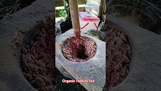 Prep food for poultry shorts short natural organic farming agriculture poultry shortvideo [upl. by Tiffanie]