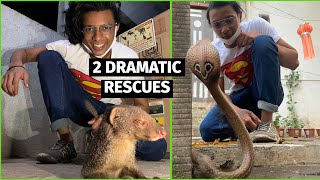 MONGOOSE AND COBRA RESCUED DRAMATICALLY [upl. by Rhona]