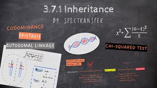 EASY REVISION AQA ALevel Biology 371 Inheritance [upl. by Anaugal]