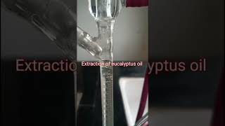 Extraction of eucalyptus oil by using clevenger apparatus  Professional pharmacy 1 [upl. by Seabury]