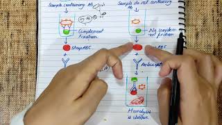 Complement fixation test explained  Principle  Diagram  Flowchart  medicology [upl. by Saval]