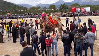 Konyaaltı Deve Güreşlerinde Deve Saldırısı Camel Attack [upl. by Wynn498]