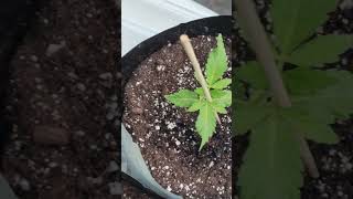 End of Week 3 Update Bridezilla ADub Cookies Peyote Wifi [upl. by Dorian948]