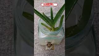 Aloe Vera Growth Hacks Water is All You Need [upl. by Elehcar]