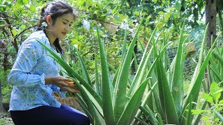 The Biggest Aloe Vera Plant in The Garden  How to make Aloe Vera juice  By countryside life TV [upl. by Naiditch]