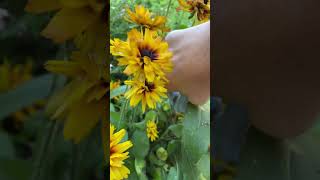 Cut Back Your BlackEyed Susans For Fall  Heres Why [upl. by Malina]