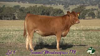 Summit Meadowgrass T18 HLGPT18  Lot 5 Royal Canberra Show Online Sale [upl. by Alitta]