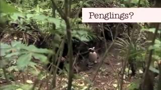 Benedict Cumberbatch Can’t Say ‘Penguins’ [upl. by Acirahs657]