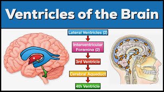 Ventricles of the Brain Anatomy and Cerebrospinal Fluid CSF Circulation [upl. by Garnett]