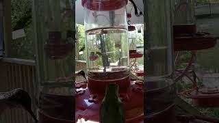 Calm Hummingbird Friday The 13th 2024 birds nature wildlife hummingbirds short sound asmr [upl. by Bryce]