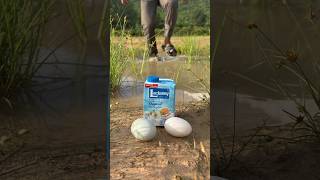 Outdoor Skill Life Hacks for SURVIVAL 🥛🥚bushcraft survival lifehacks camping outdoors [upl. by Eceela]