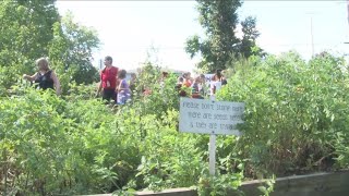 Como Park Elementary School Garden [upl. by Enomis]